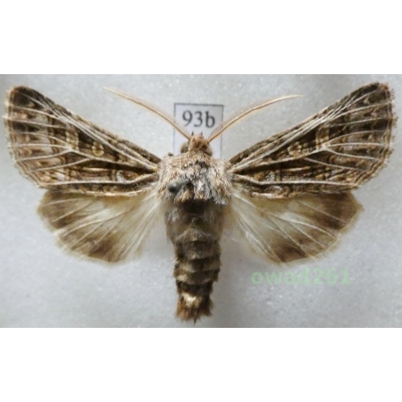 Tholera decimalis (Poda, 1761) Czech93b